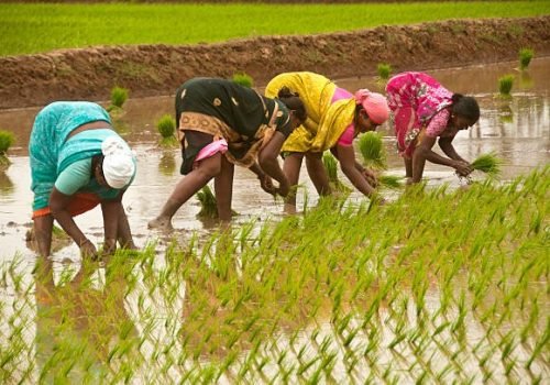 Kanchipuram, Tamil Nadu,india - December 2, 2012:Women plant rice in paddy fields at Kanchipuram, India.